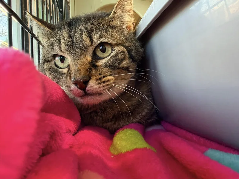 Sherwood thumbnail 6