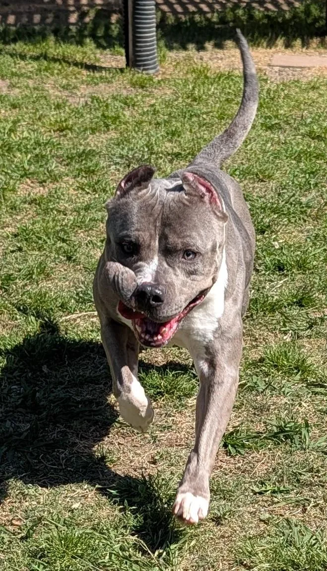 Quinny A thumbnail 4