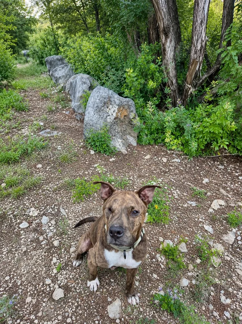 An adult medium-sized male American Staffordshire Terrier dog named Jack for adoption in Mico, TX