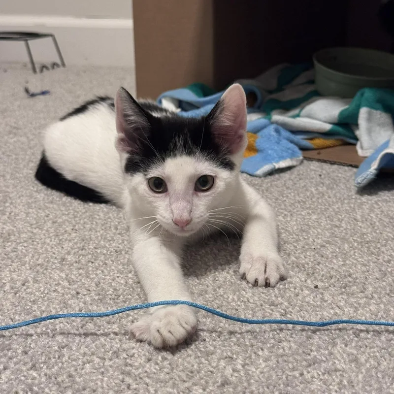A baby small-sized male Black & White / Tuxedo Domestic Short Hair cat named Noodle for adoption in Nashville, TN