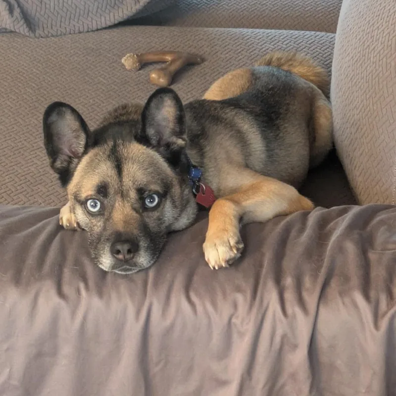 An adult medium-sized male Yellow / Tan / Blond / Fawn Shiba Inu dog named Tazzy for adoption in Delaware, OH