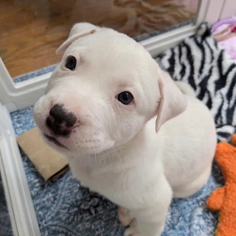 A baby medium-sized male White / Cream Mixed Breed dog named Barbarossa for adoption in Alexandria, VA