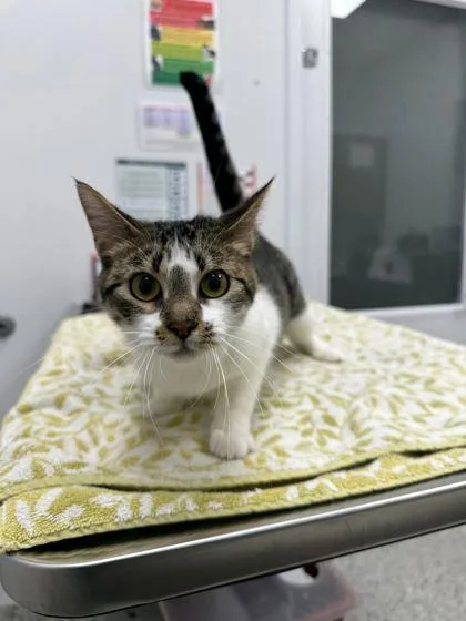 An adult medium-sized female Brown / Chocolate Domestic Short Hair cat named Little Girl for adoption in Kansas City, MO