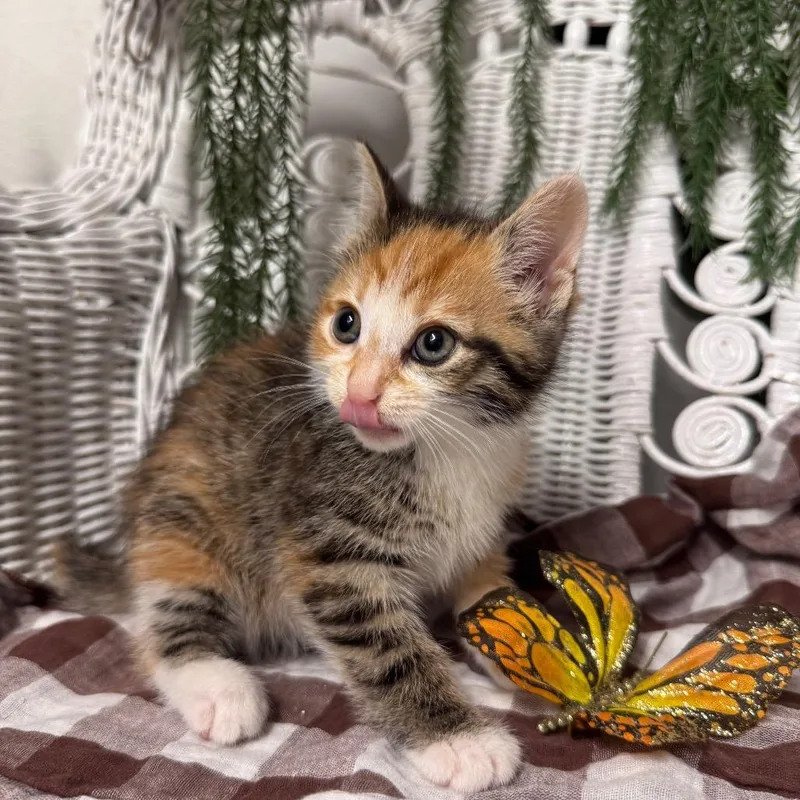 A baby small-sized female Torbie Domestic Short Hair cat named Banana Din for adoption in Eaton Rapids, MI