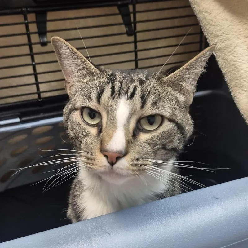 An adult medium-sized male Brown / Chocolate Domestic Medium Hair cat named Diesel for adoption in Tacoma, WA