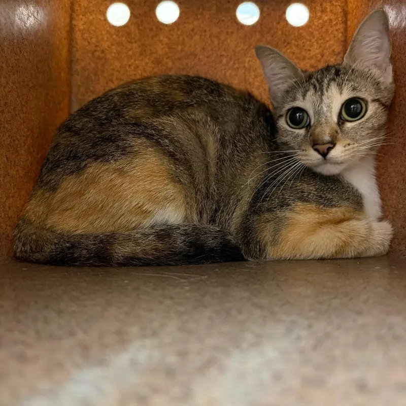 A baby medium-sized female White Domestic Short Hair cat named Mya for adoption in Birmingham, AL