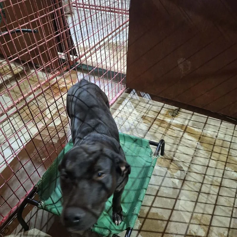 An adult medium-sized male Black Labrador Retriever dog named Dodge for adoption in Madill, OK