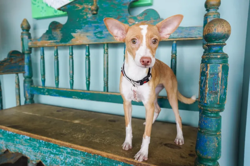 An adult small-sized female Basenji dog named Coraline for adoption in San Antonio, TX