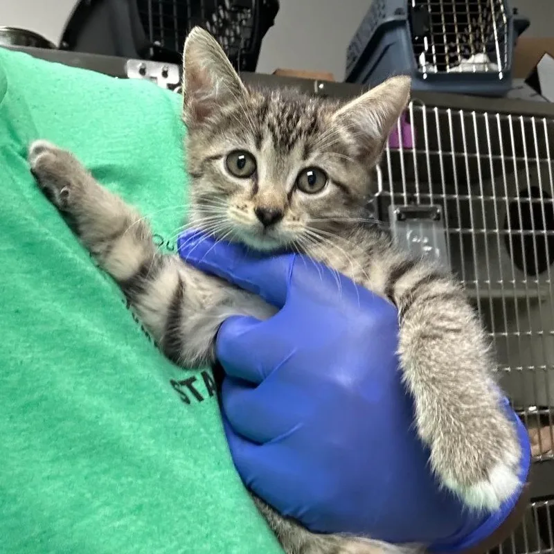 A baby small-sized female Brown / Chocolate Domestic Short Hair cat named Tesla for adoption in Novelty, OH