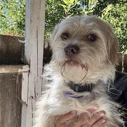 A young small-sized male Yellow / Tan / Blond / Fawn Terrier dog named Oscar for adoption in Sonoma, CA