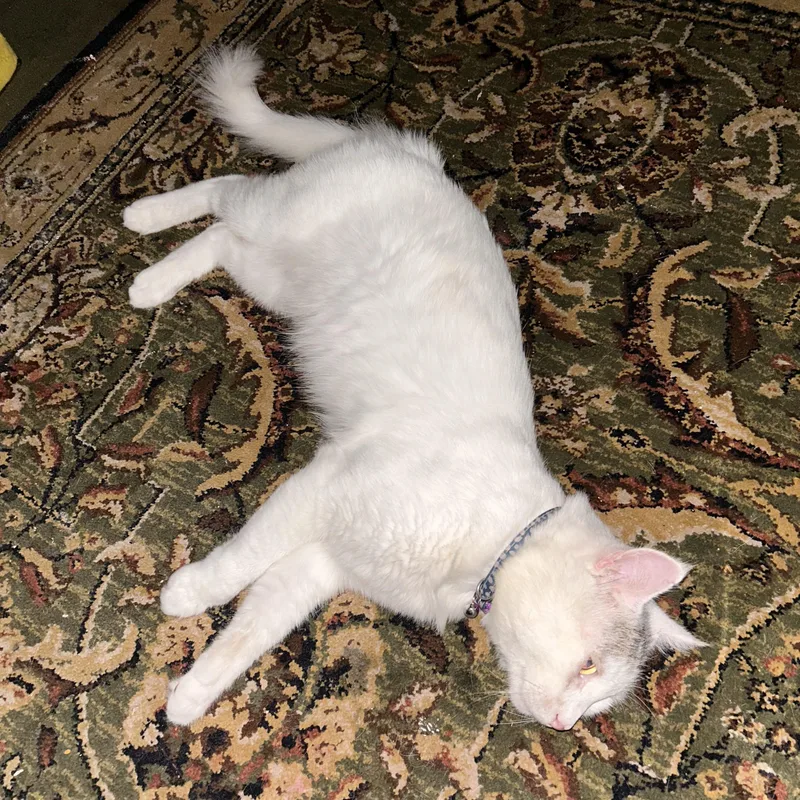 An adult large-sized male White Domestic Medium Hair cat named Ozzy for adoption in Orange, CA