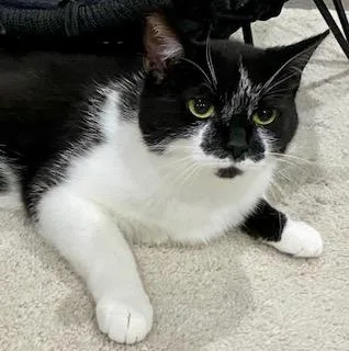 An adult medium-sized female Black & White / Tuxedo Tuxedo cat named Annie for adoption in Fredericksburg, OH
