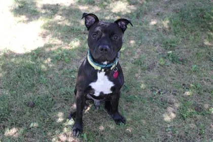 An adult medium-sized male Pit Bull Terrier dog named Walrus for adoption in Kansas City, MO