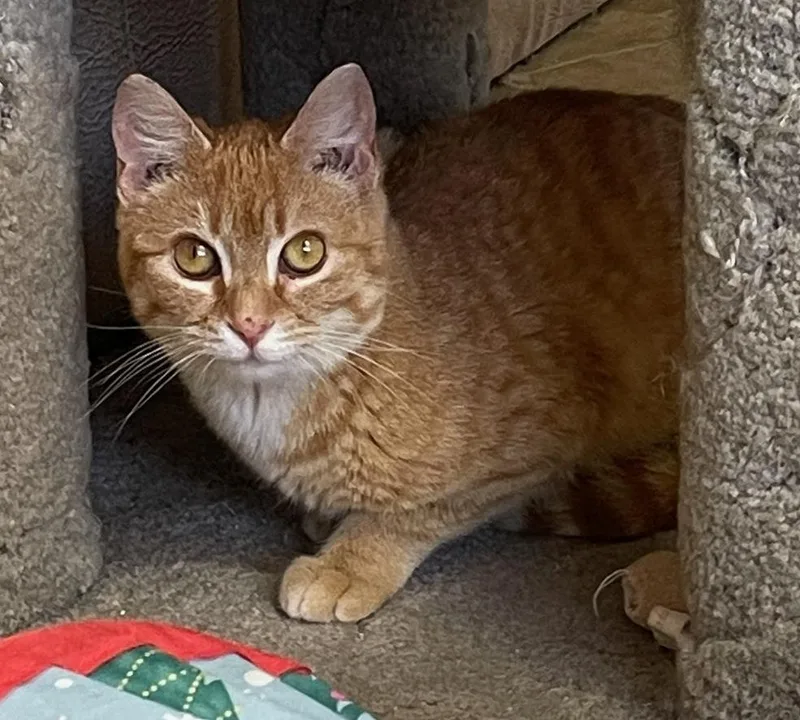A young small-sized female Domestic Short Hair cat named Tiny for adoption in Neillsville, WI