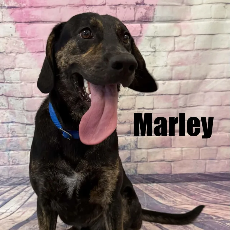 A young medium-sized male Black Hound dog named Marley for adoption in Quincy, MI