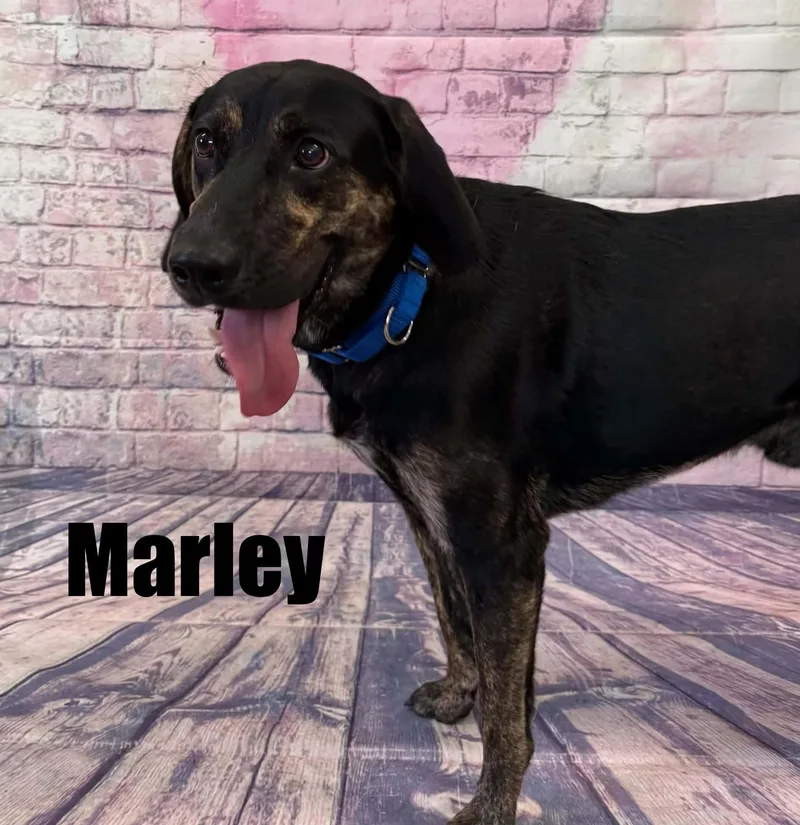 Marley thumbnail 2