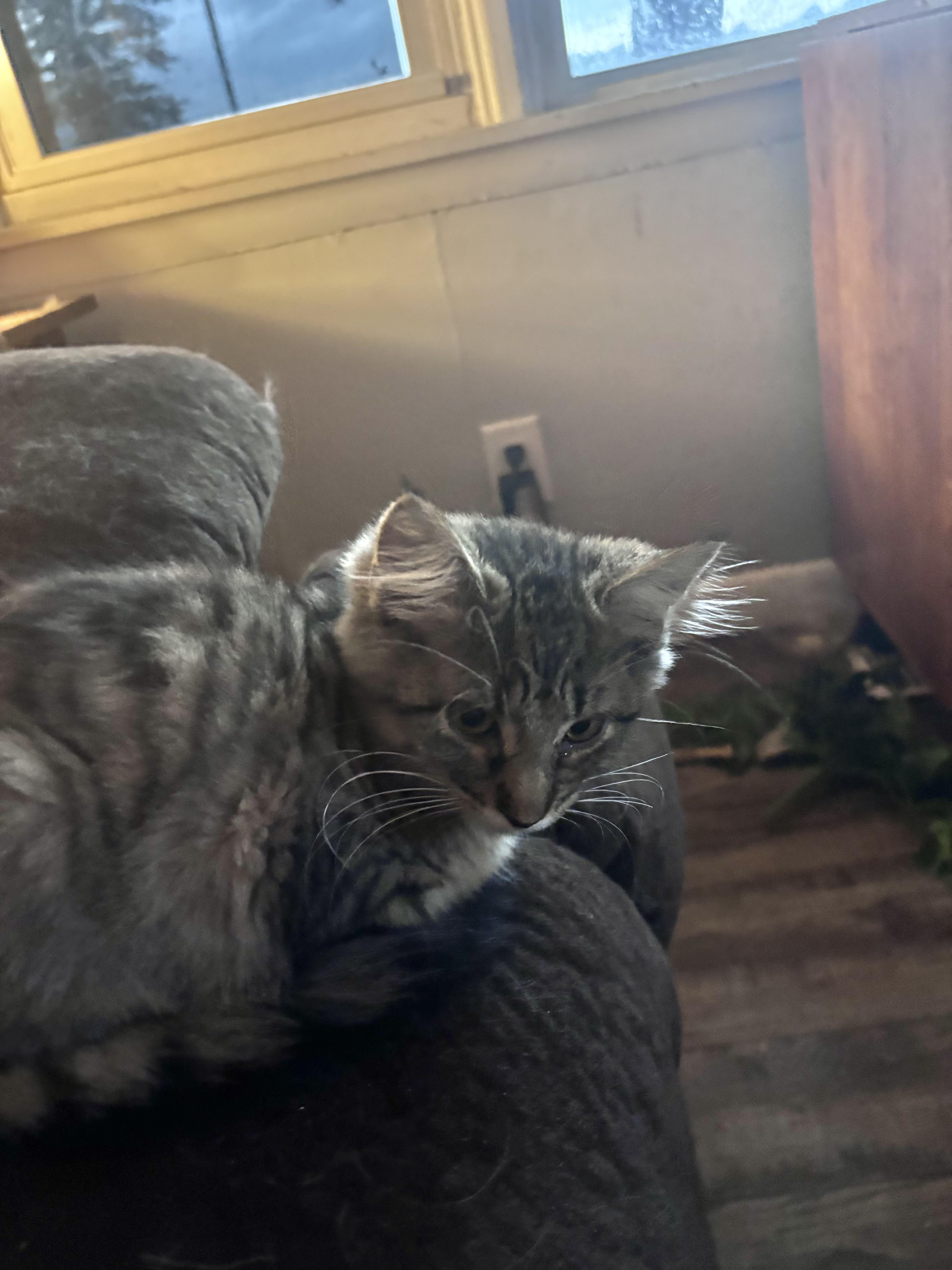 Meeko