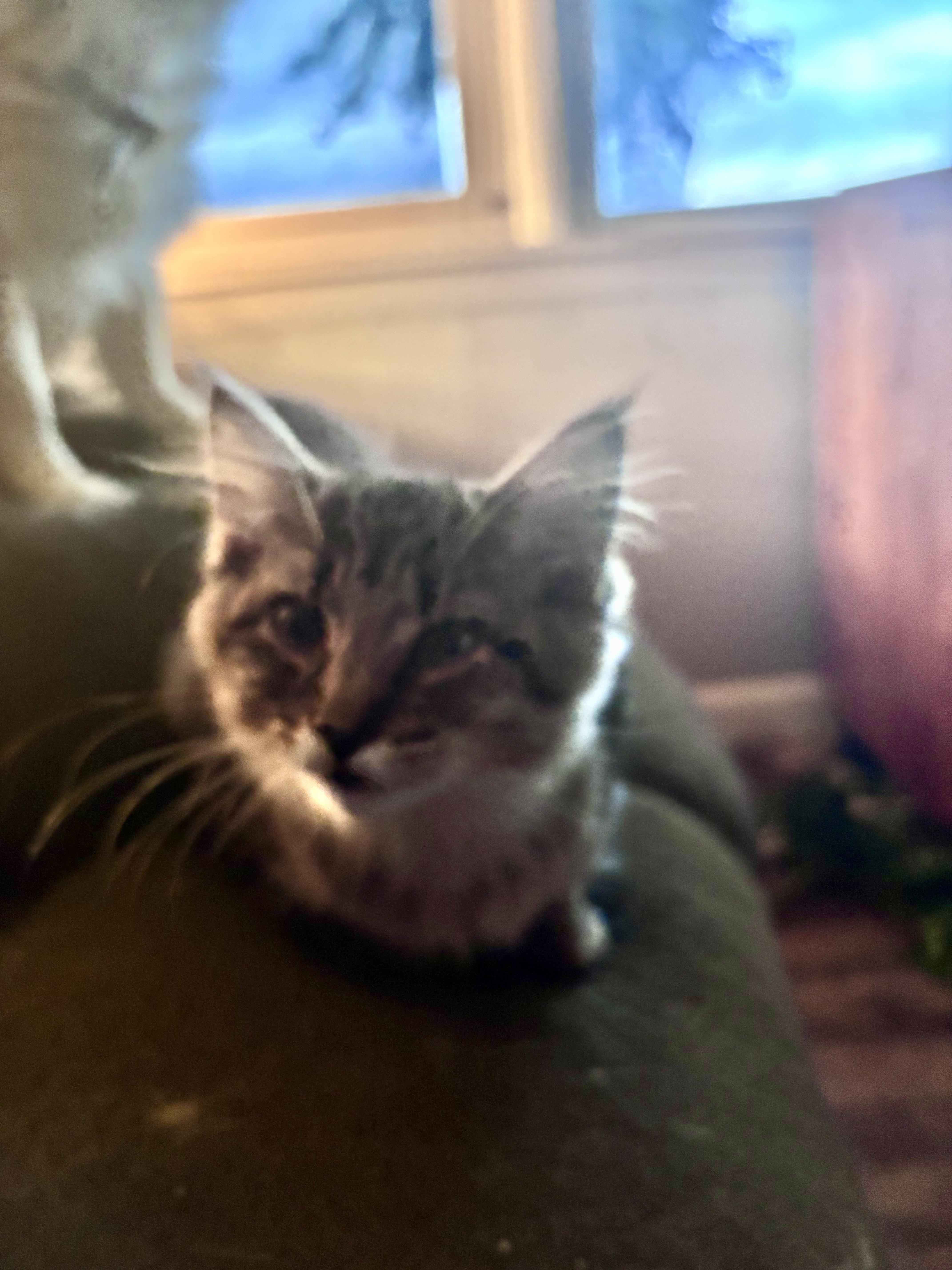 Meeko thumbnail 2