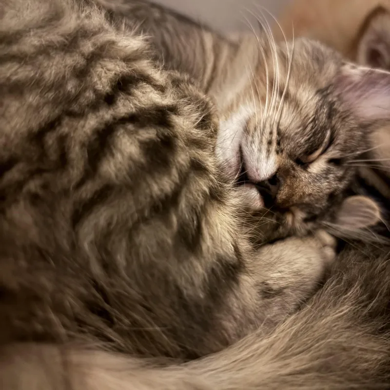 Meeko thumbnail 4