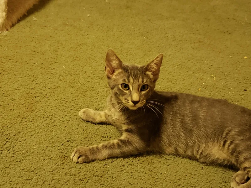 A baby medium-sized male Tabby (Gray / Blue / Silver) Domestic Short Hair cat named Tofu for adoption in Rochester, WA