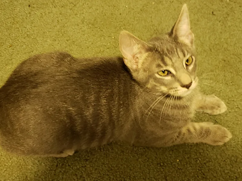 Tofu thumbnail 3