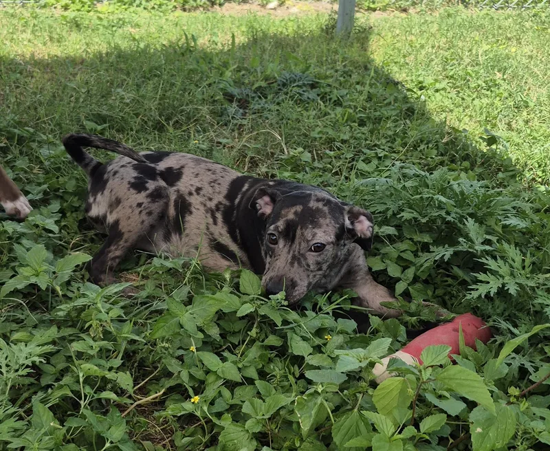 A young medium-sized female Mixed Breed dog named Corona for adoption in Schertz, TX