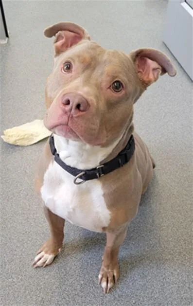 An adult medium-sized male Pit Bull Terrier dog named Drako for adoption in Toledo, OH