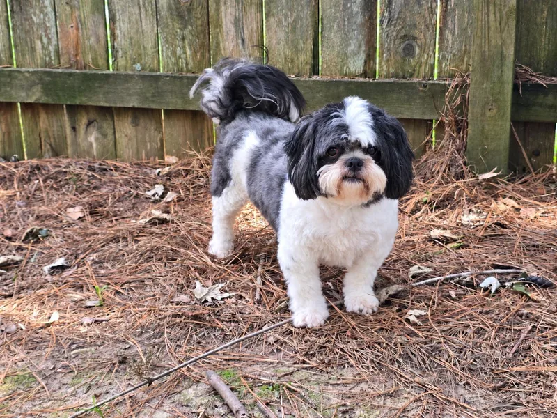 An adult small-sized male Shih Tzu dog named D'Jango for adoption in Social Circle, GA