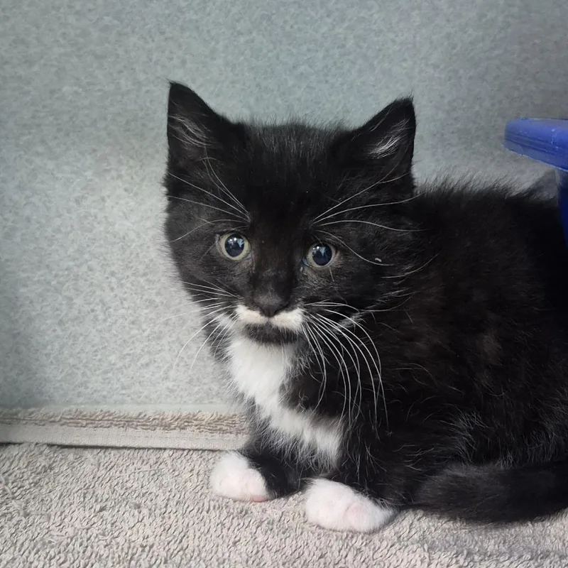 A baby small-sized female Domestic Short Hair cat named Miley for adoption in Newark, NJ