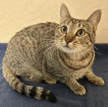 An adult small-sized female Domestic Short Hair cat named Luly for adoption in Phoenix, AZ