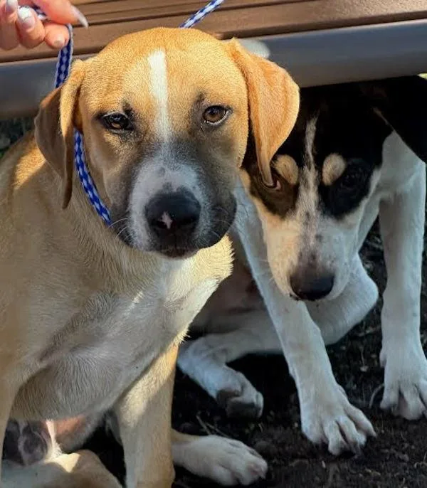 A baby medium-sized male Australian Cattle Dog / Blue Heeler dog named Ganondorf for adoption in Austin, TX