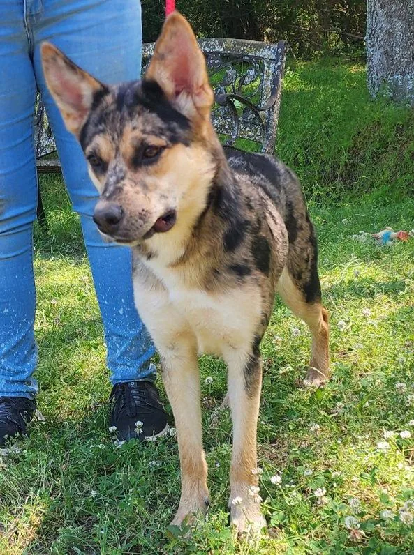 An adult large-sized female German Shepherd Dog dog named Fallon for adoption in Wetumpka, AL