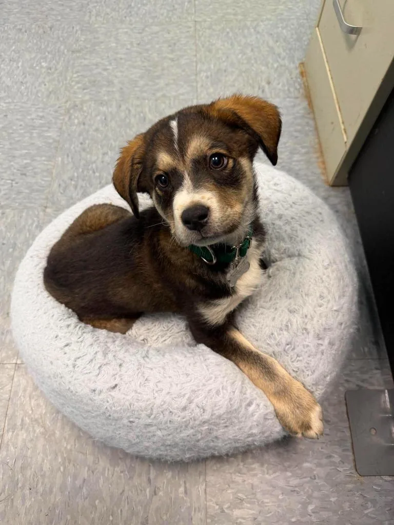 A baby medium-sized male Mixed Breed dog named Twix for adoption in Raleigh, NC