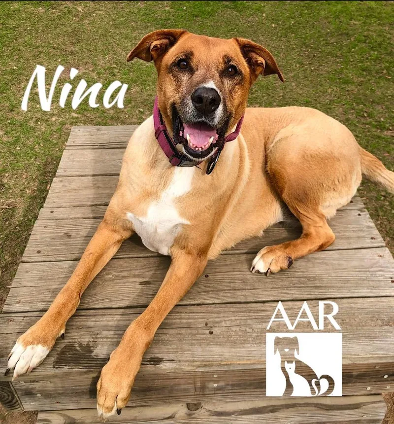 An adult large-sized female Shepherd dog named Nina for adoption in Magnolia, TX