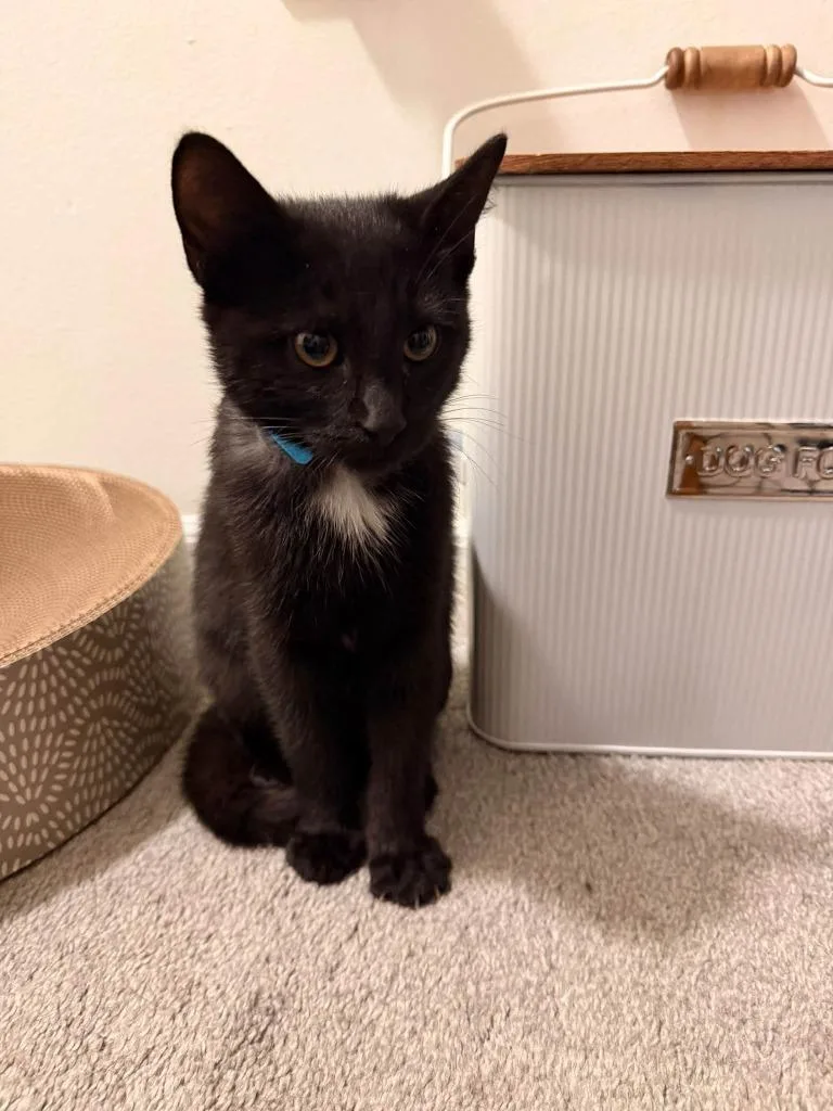 A baby small-sized male Domestic Short Hair cat named Alister for adoption in Kettering, OH