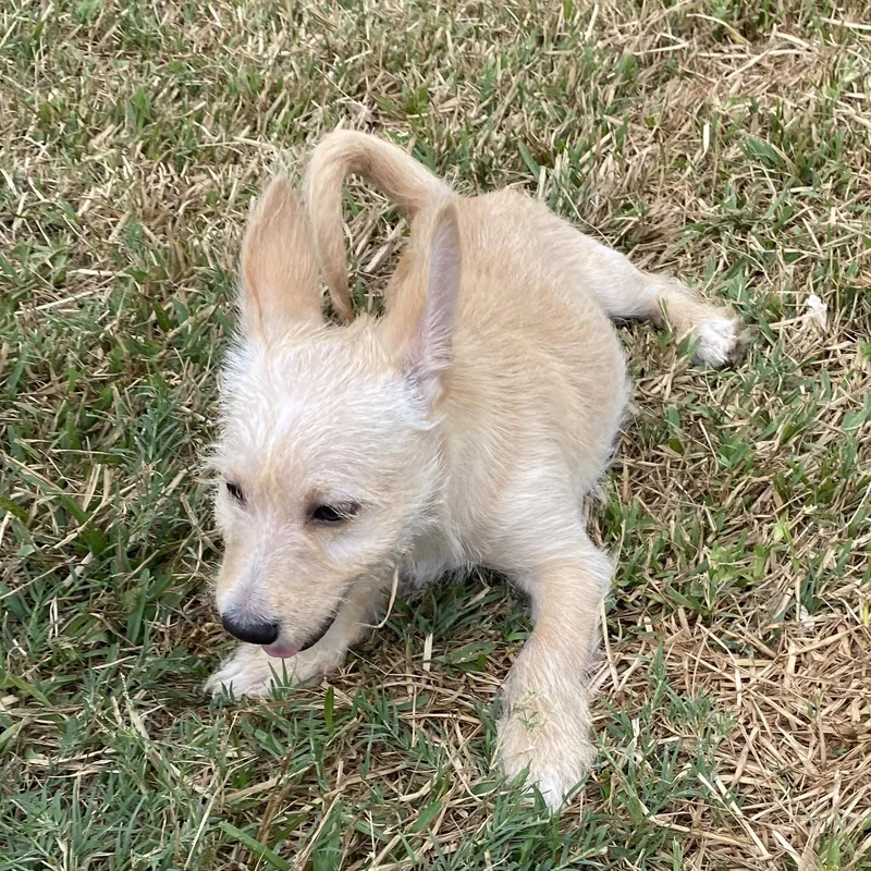 Nugget