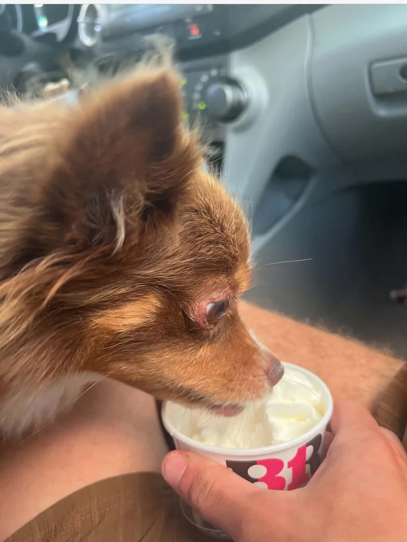 An adult small-sized male Pomeranian dog named Leo for adoption in Lakeland, TN