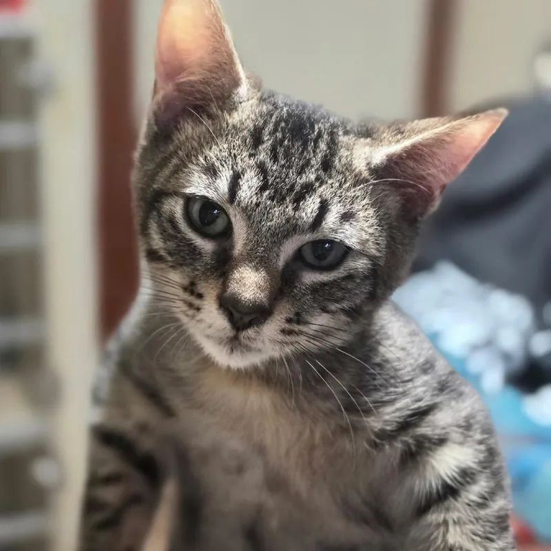 A baby medium-sized male Tabby (Gray / Blue / Silver) Domestic Short Hair cat named Little Bee for adoption in Graham, WA