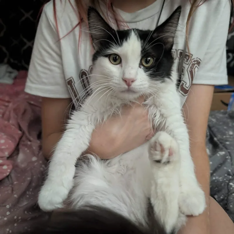 A baby small-sized male Black Domestic Medium Hair cat named Tommy Pickles for adoption in Antioch, CA