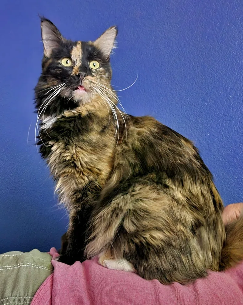 An adult medium-sized female Domestic Long Hair cat named Pumpkin Jewel for adoption in Chandler, AZ