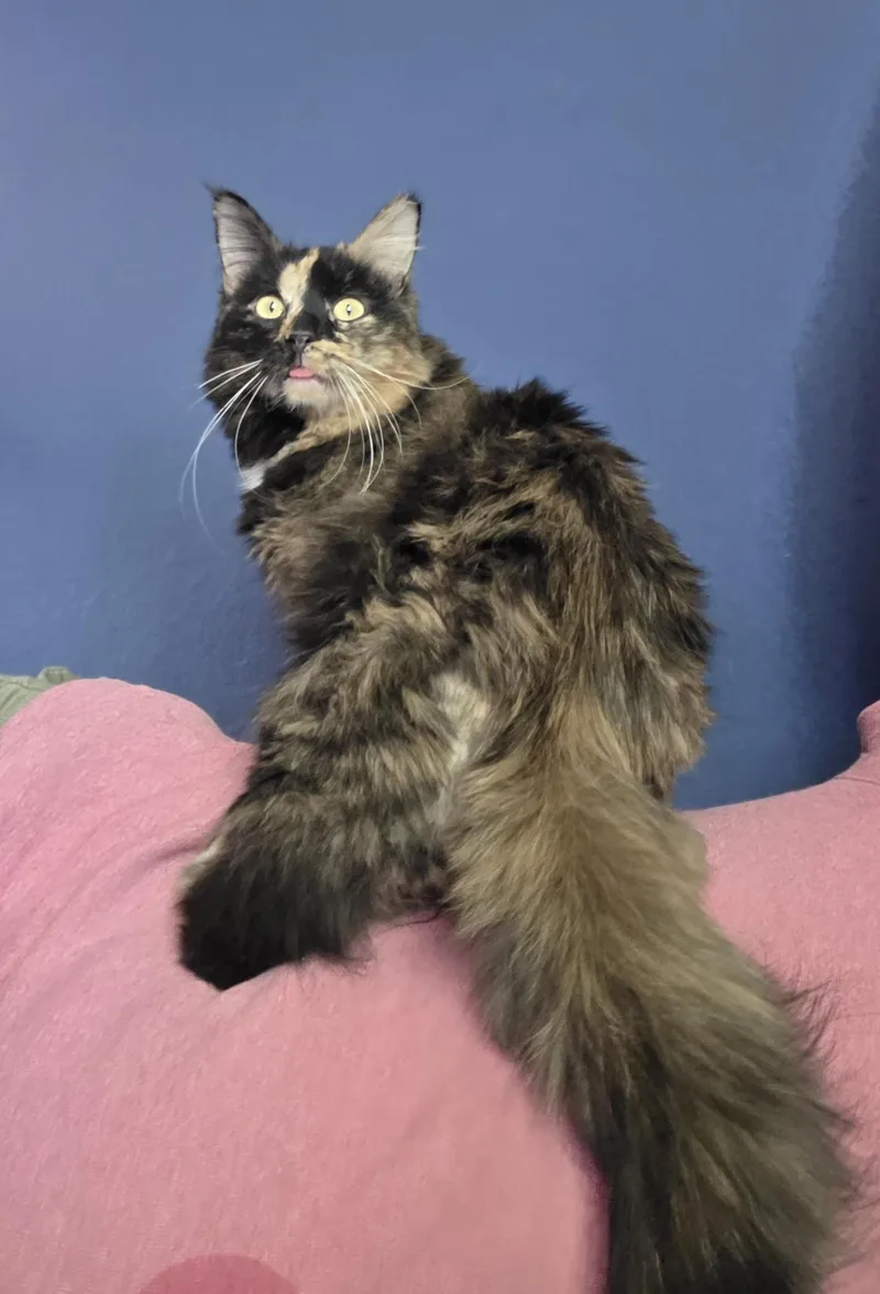 Pumpkin Jewel thumbnail 2