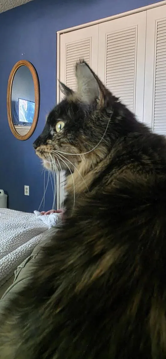 Pumpkin Jewel thumbnail 3