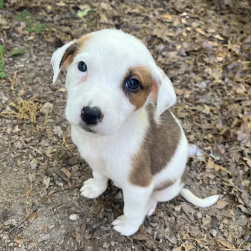 A baby small-sized female White / Cream Australian Shepherd dog named Lil for adoption in Rossville, GA