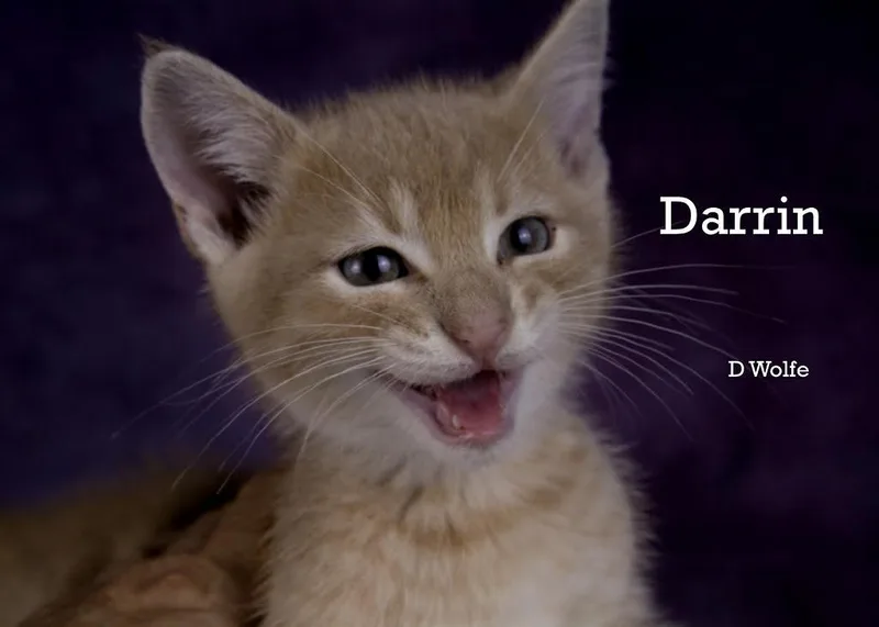 A baby medium-sized male Buff / Tan / Fawn Domestic Short Hair cat named Darrin for adoption in York, NE