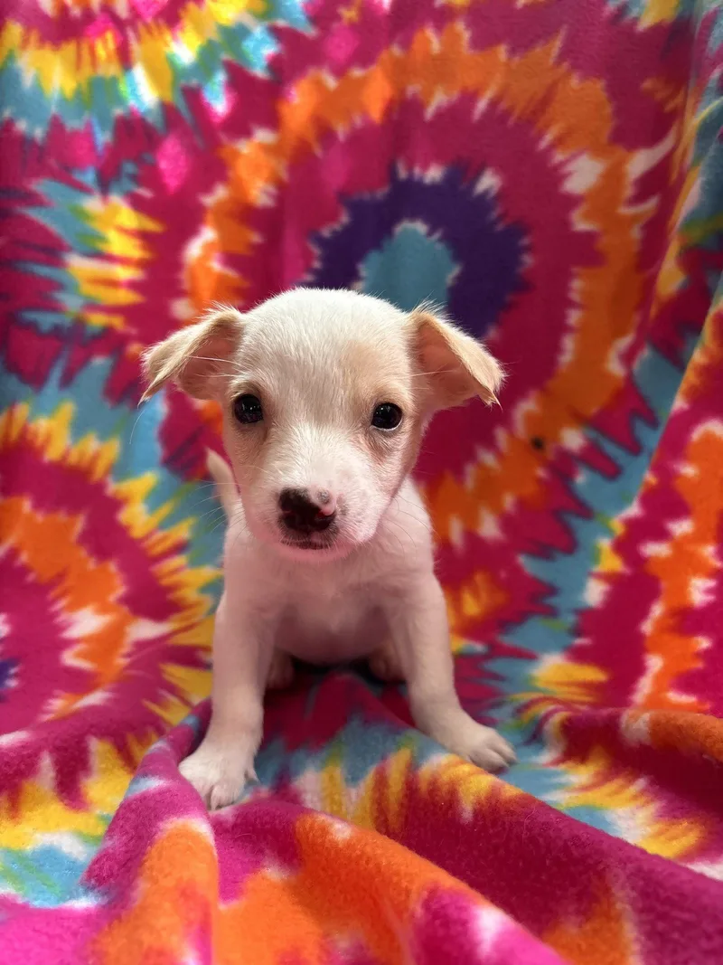 A baby small-sized female Terrier dog named Dandelion Jul   for adoption in Pacolet, SC