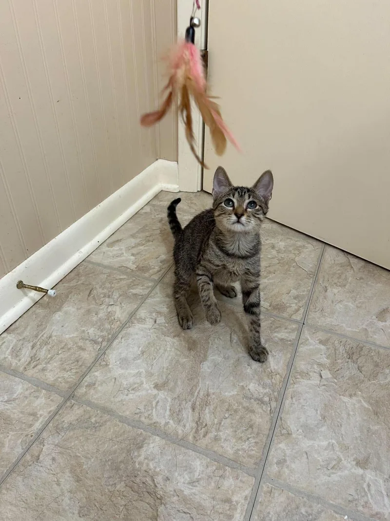 A baby medium-sized male Tabby cat named Koda for adoption in Pineville, LA