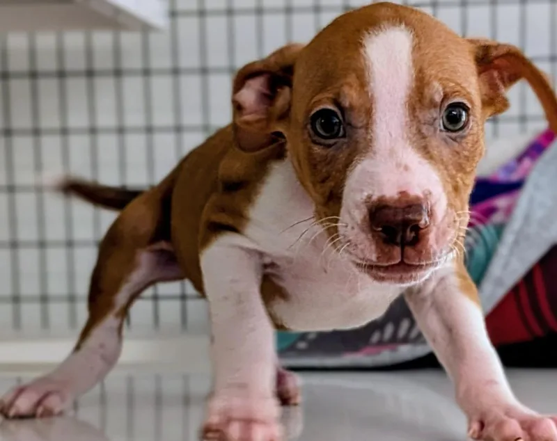 A baby small-sized male Mixed Breed dog named Ben for adoption in St. Augustine, FL