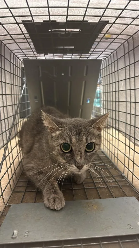 Mccalip Feral