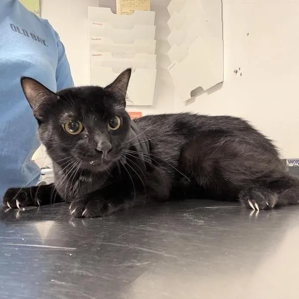 An adult medium-sized male Domestic Short Hair cat named Eight for adoption in New York, NY