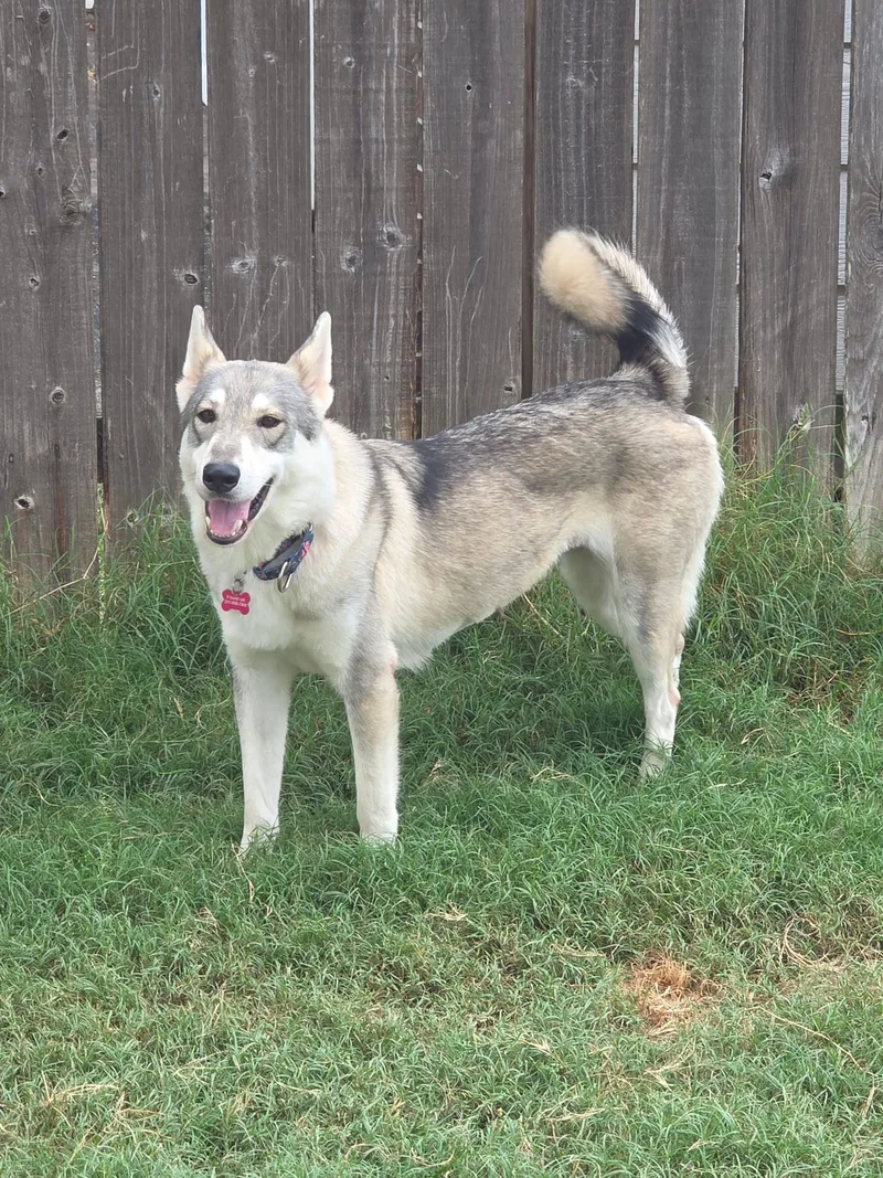 A young medium-sized female Husky dog named Sasha for adoption in Houston, TX